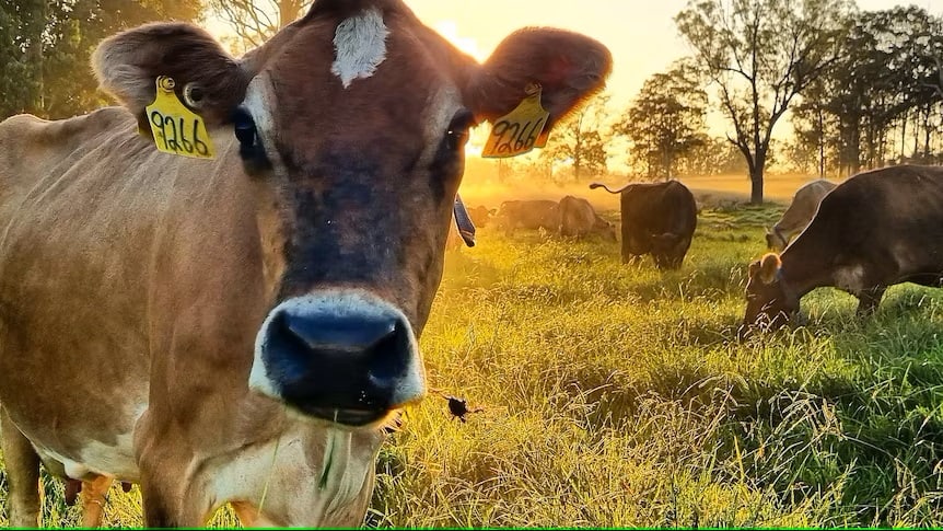 Victorian dairy workers threaten more strikes this week as Premier urges against panic buying of milk