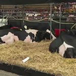 World Dairy Expo brings over 100 countries to Madison