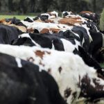 World food prices slip again in September, with dairy back to 2020 levels