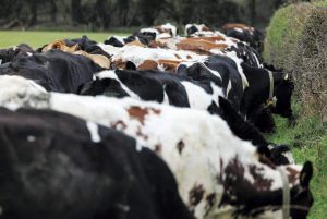 World food prices slip again in September, with dairy back to 2020 levels