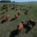 Argentina's Fed-up Farmers Lean Towards Outsider Milei