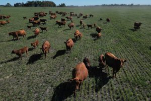 Argentina's Fed-up Farmers Lean Towards Outsider Milei