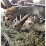 Camels at Camelot Dairy farm produce milk that is pasteurized, frozen and shipped to consumers. (University of Minnesota Extension)