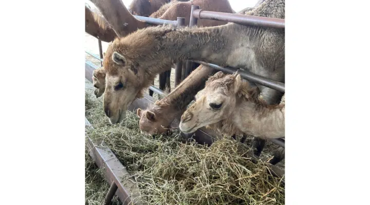 Camels at Camelot Dairy farm produce milk that is pasteurized, frozen and shipped to consumers. (University of Minnesota Extension)