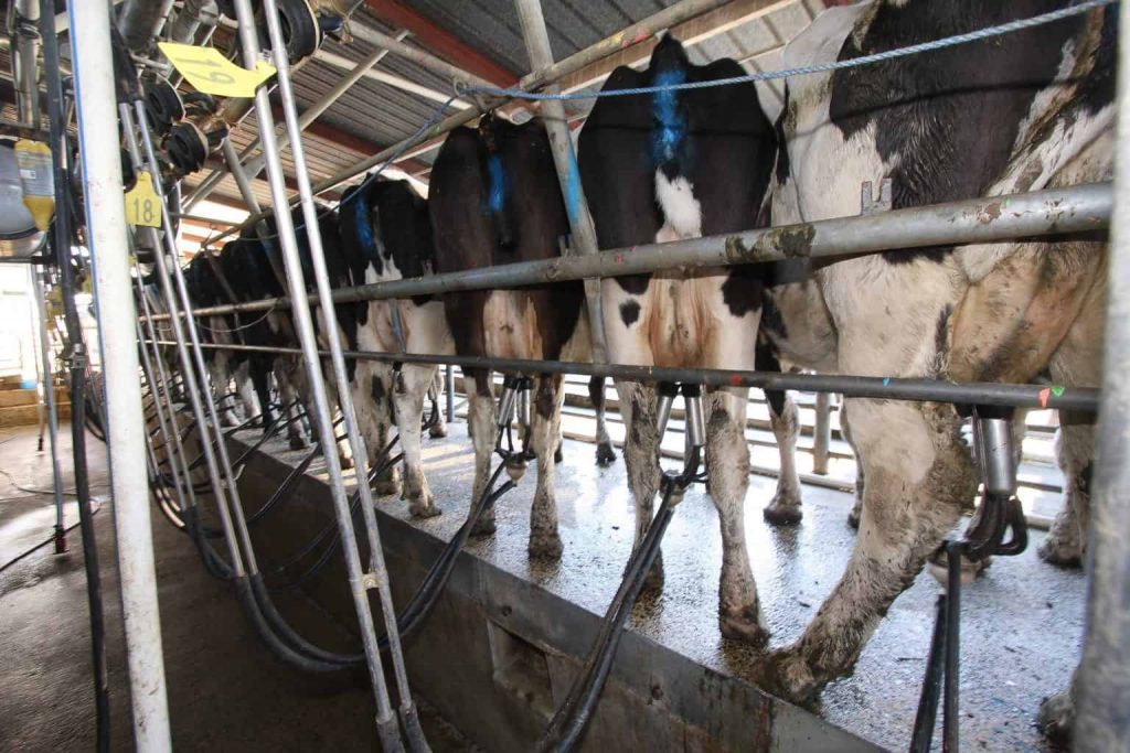 Contract milking during a low milk price