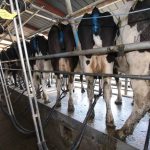 Contract milking during a low milk price