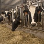 Court rules against Winona county dairy expansion owner will appeal