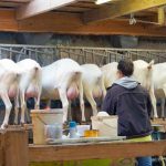 Dairy Goat Management Seminars Planned in Northwest and Eastern Iowa