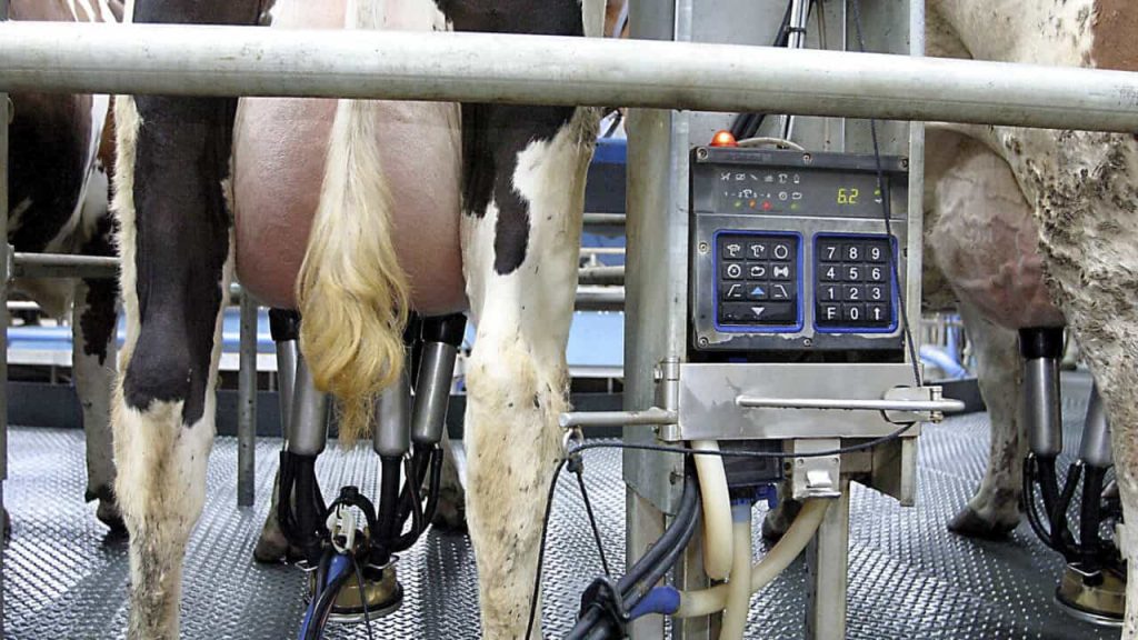 Dairy advice Time for tail clipping to take place