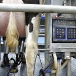 Dairy advice Time for tail clipping to take place