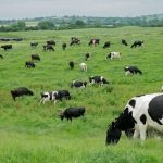 Dairy-farmers-losing-patience-with-prices-being-paid-for-mil