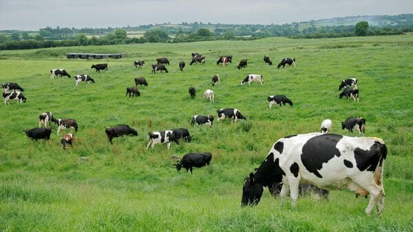 Dairy-farmers-losing-patience-with-prices-being-paid-for-mil