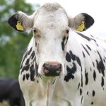 Dairy sector’s huge value in Tipp - IFA