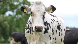 Dairy sector’s huge value in Tipp - IFA