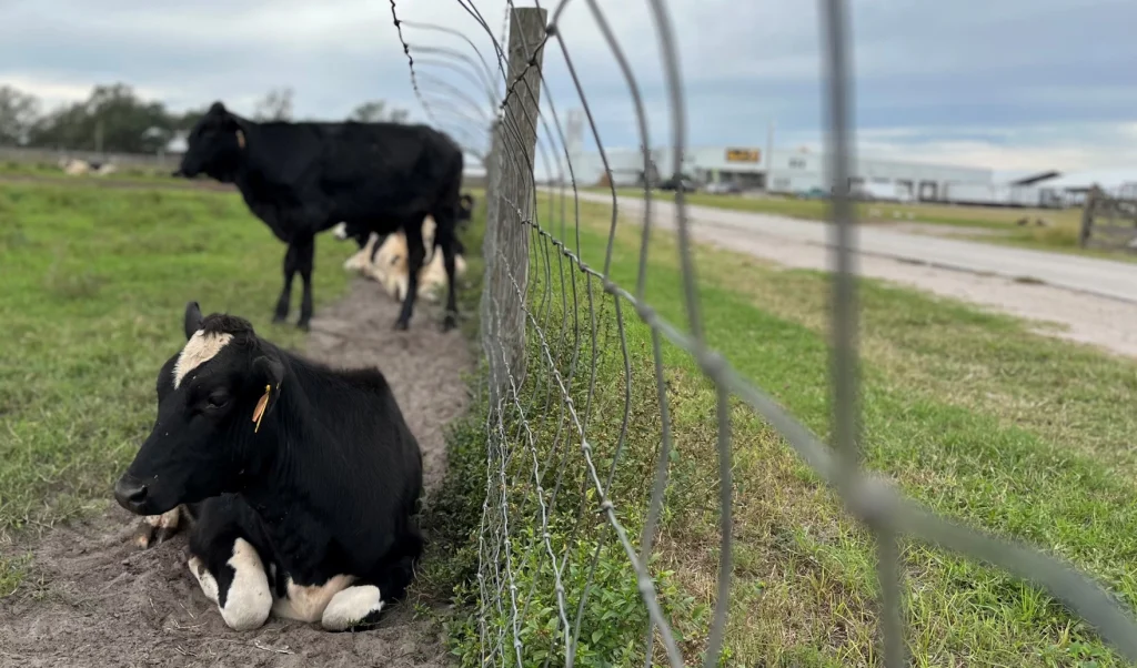 Dakin Dairy is for sale. Owner says it's time for a new generation