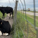 Dakin Dairy is for sale. Owner says it's time for a new generation