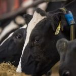 Danone Invests to Reduce Dairy Farm Methane Emissions