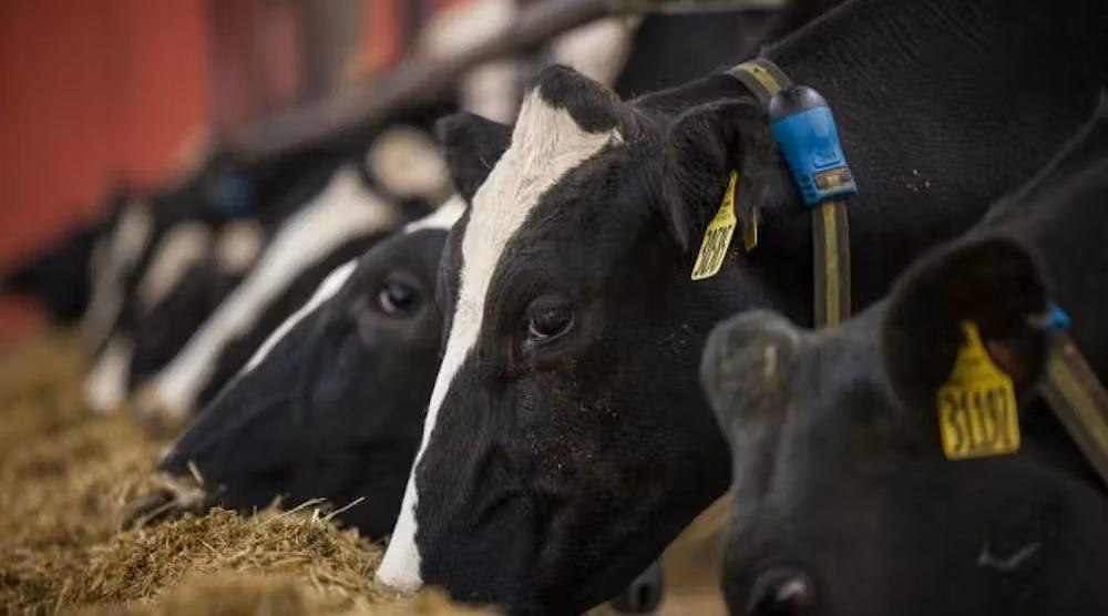 Danone Invests to Reduce Dairy Farm Methane Emissions