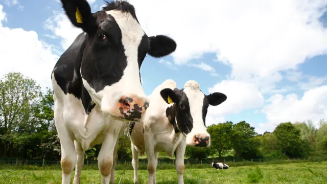 Deadly bluetongue virus found in UK dairy farm for first time in 16 years