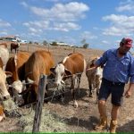 Desperate farmers face grim November forecast as dams, tanks, bores run dry across Queensland