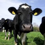 EU dairy farms on peat soil may face ‘serious challenges’ – Rabobank