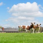 Eco-Friendly Dairy Farms Yield Higher Economic Returns