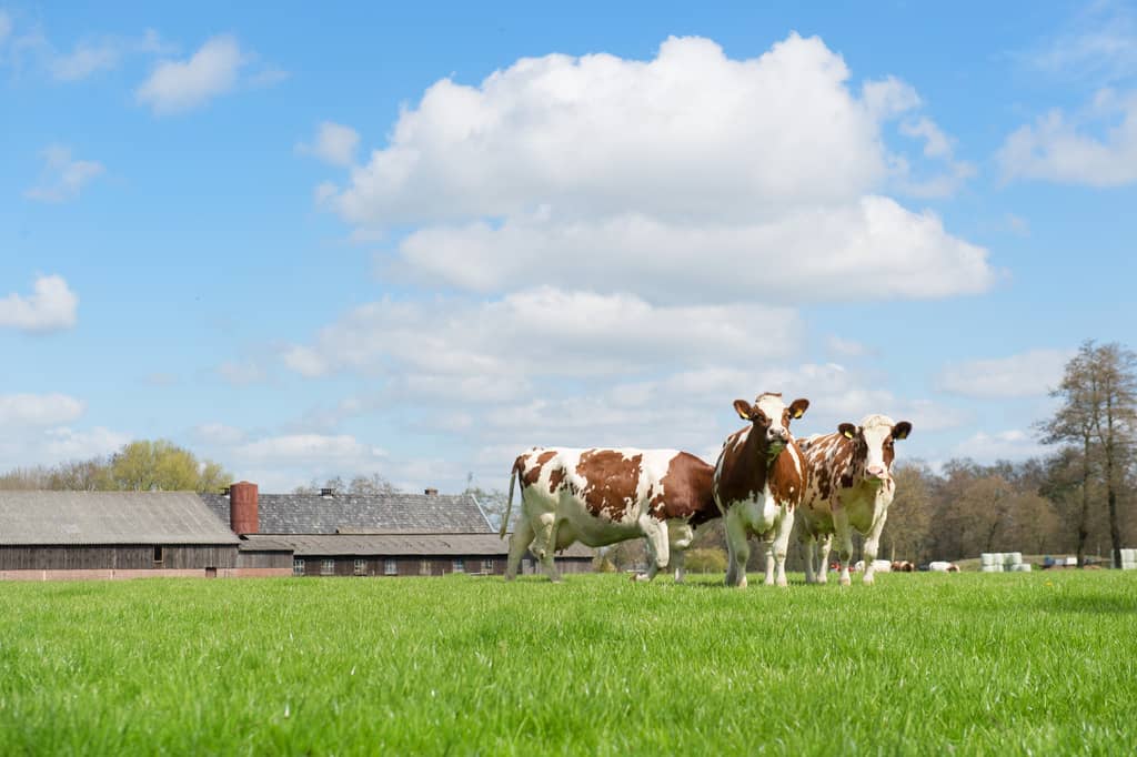 Eco-Friendly Dairy Farms Yield Higher Economic Returns