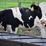 FDA grants supplemental claims for dairy and beef replacement heifers