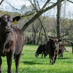 FDA grants supporting claims for dairy, beef replacement heifers