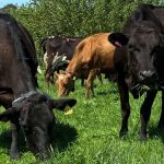 Farmers affected by sire semen quality issues to receive good-will payment