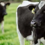 Fonterra releases new plan to cut farm emissions