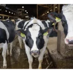 How Dairy Farmers Are Turning Manure