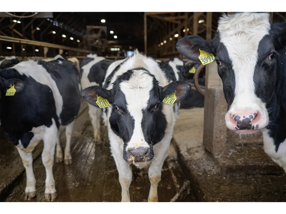 How Dairy Farmers Are Turning Manure