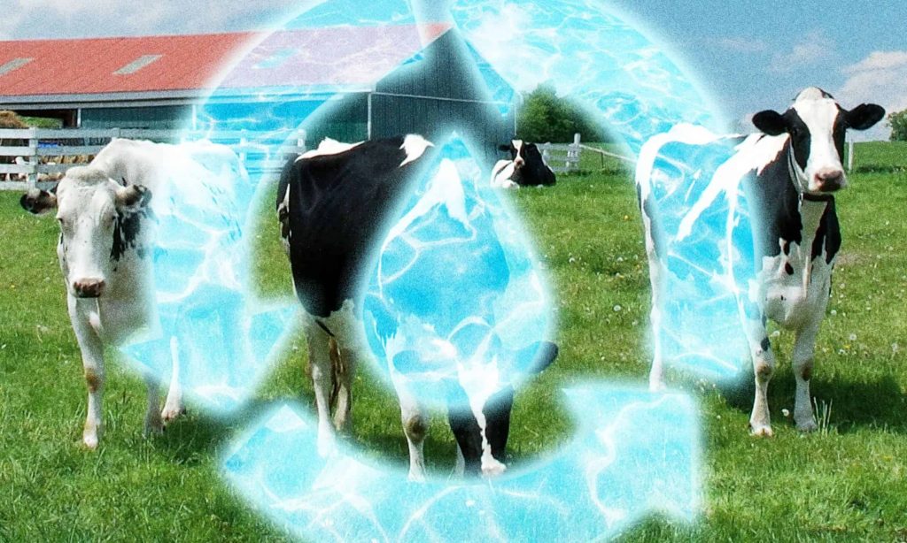 How dairy farms are rethinking their water use