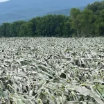 How farmer is dealing with ‘crazy weather