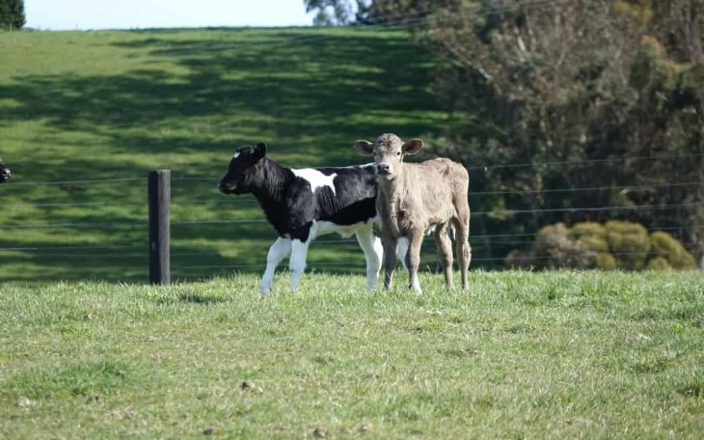 Hundreds of farmers reimbursed over sire semen quality