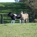 Hundreds of farmers reimbursed over sire semen quality