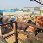 India's buffalo industry 'on the march' in competition with Australia's live cattle trade