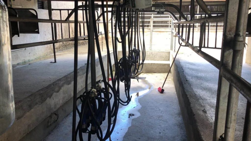 Is robotic milking the future of farming