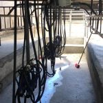 Is robotic milking the future of farming