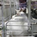 Layoffs to begin at Saputo goat cheesemaking facility in Belmont, Lancaster