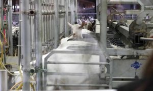 Layoffs to begin at Saputo goat cheesemaking facility in Belmont, Lancaster