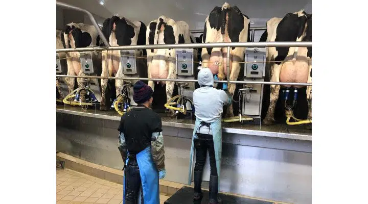 Michigan Dairy Labor Supply Pressures