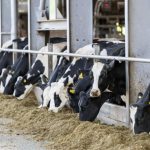 Milk price hits dairy margins – numbers fall on year