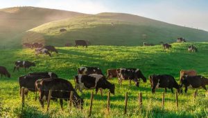 Milk prices Reserve Bank signals tough times for dairy farmers