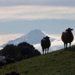 New Zealand Commodity Prices Extend Gains on Dairy, Dollar