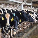 October U.S. Milk Production Report Shows Mediocre Performance