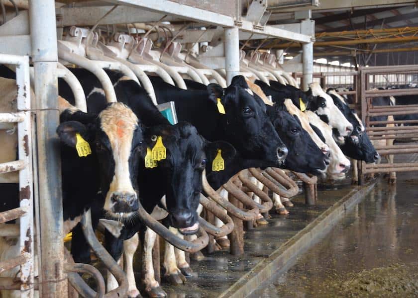 October U.S. Milk Production Report Shows Mediocre Performance