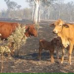 Queensland graziers told to sell cattle after bushfires as livestock feed dries up