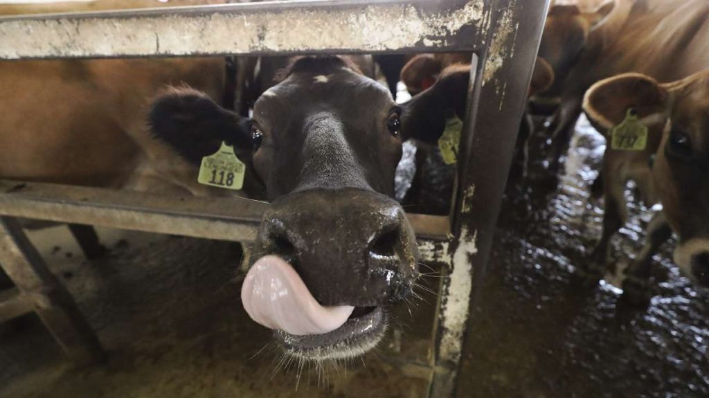 Raw milk permit reinstated to West Jordan dairy farm that was linked to illness